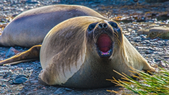 Elephant seal,female(males had bred & already departed) Atlantic Odyssey 2017
