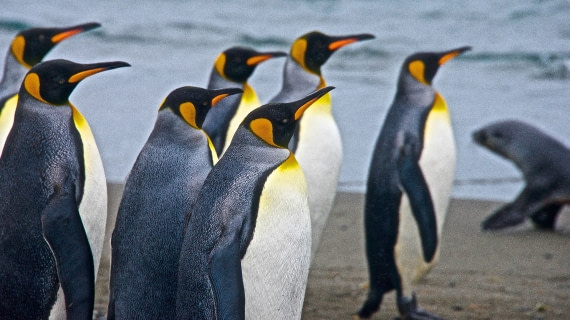 King Penguins with fur seal, south georgia island, M/V Plancius, atlantic odyssey mar/apr 2017