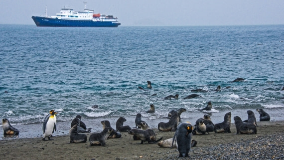 M/V Plancius at salisbury Plane, south georgia island, atlantic odyssey  mar/apr 2017