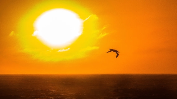 Lone albatross at sunset, M/V Plancius, atlantic odyssey mar/apr 2017