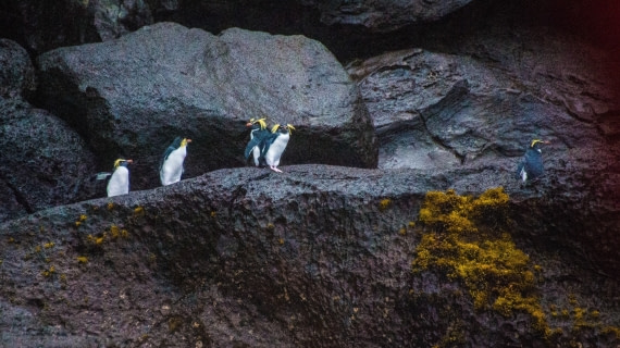 northern rock hopper, gough is. m/v plancius, atlantic odyssey 2017