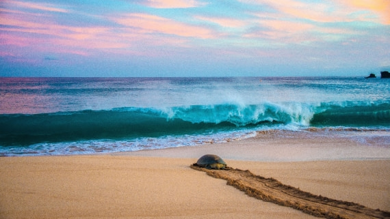 green turtle crawling back to ocean after laying eggs, m/v Plancius atlantic odyssey 2017