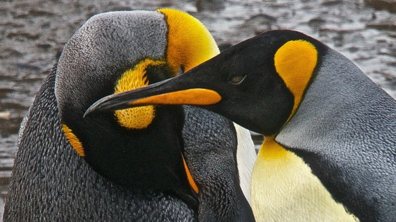 king Penguins, south georgia island, M/V PLancius, atlantic odyssey mar/apr 2017