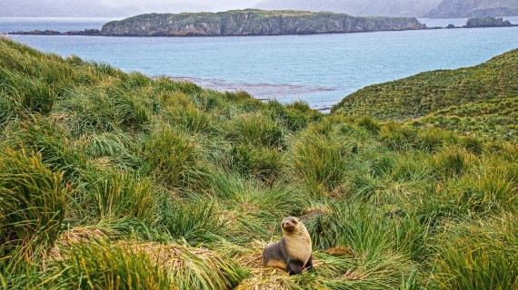 Fur seal, prion island,south georgia island, M/V Plancius atlantic odyssey mar/apr 2017