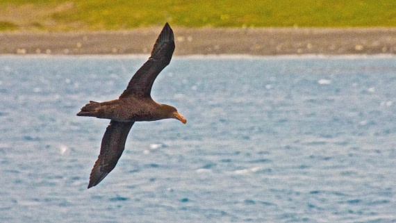 Giant petrel,  M/V Plancius, atlantic odyssey, mar/apr 2017