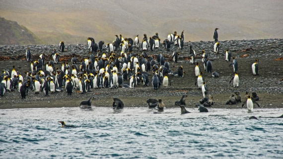 Arriving Salisbury Plain, south georgia island, M/V Plancius, atlantic odyssey mar/apr 2017