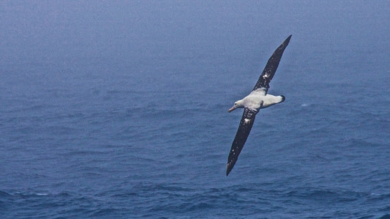 royal albatross,M/V PLancius, atlantic odyssey mar/apr 2017