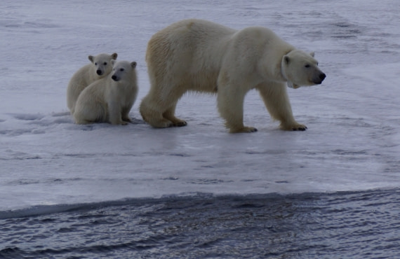 The mother spotted a seal from the fast ice