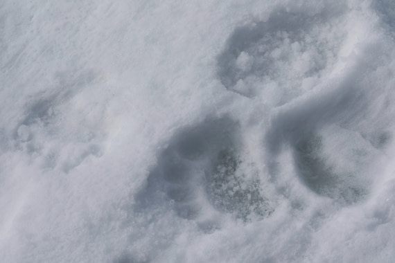 That's one small step for... polar bears!