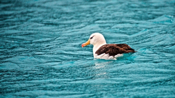 black-browed albatross, m/v Plancius, atlantic odyssey 2017