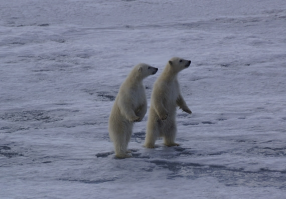 Two young Ice bears