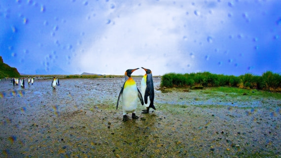 King Penguins, so georgia island, m/v Plancius 2017