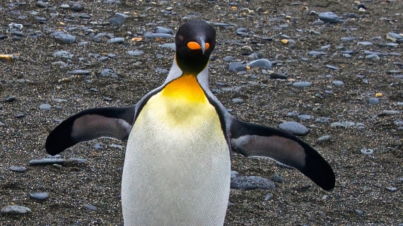 king penguin, so georgia island, M/V Plancius 22017