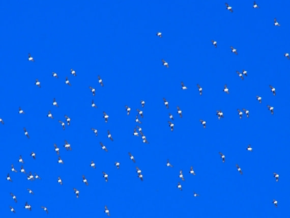 Nordic Sky - my question: Could somebody send a photo of the bluewhale on the right side close to our Ortelius June 27 2017??