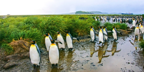 so georgia island, king penguins, m/v Plancius