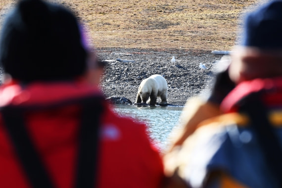 Freemansundet, polar bear with walrus carcass © Geert Kroes - Oceanwide Expeditions.jpg