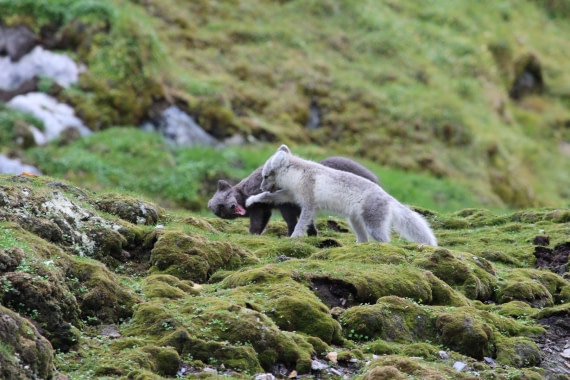 Polar foxes