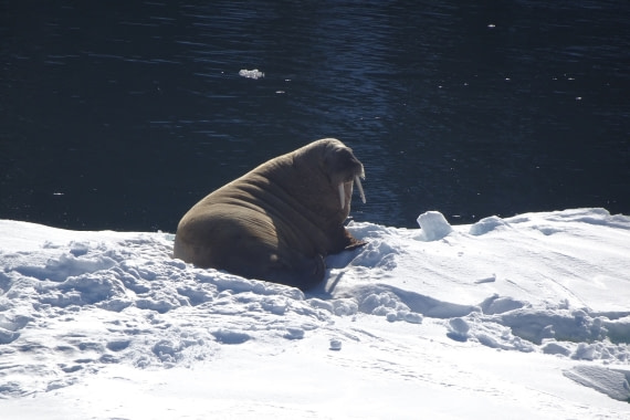 Walrus on a floe