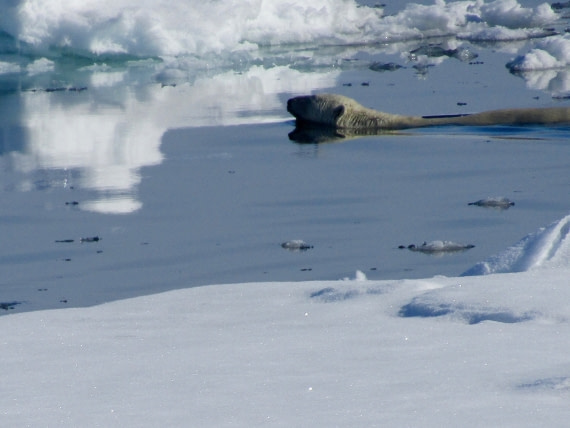 swimming bear
