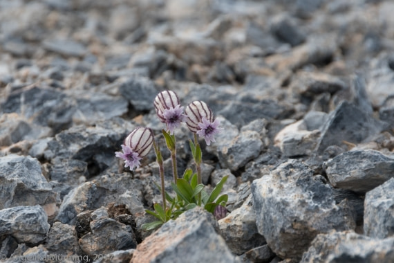 Nördliche Alpennelke
