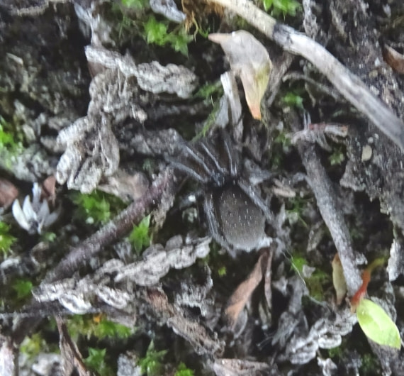 Unknown tiny spider at Segelsallskapet