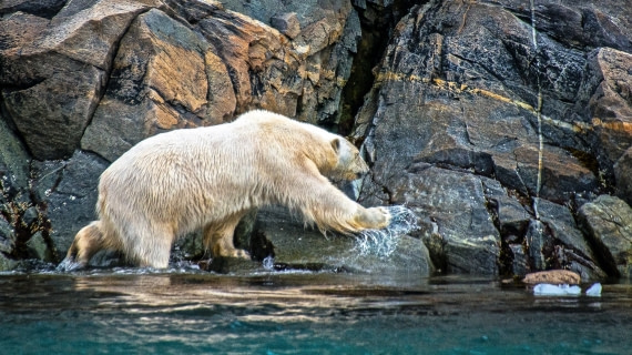Polar bear, Smeerenburg fjord. Rembrandt van rijn spitsbergen-NE Greenland aug 2017