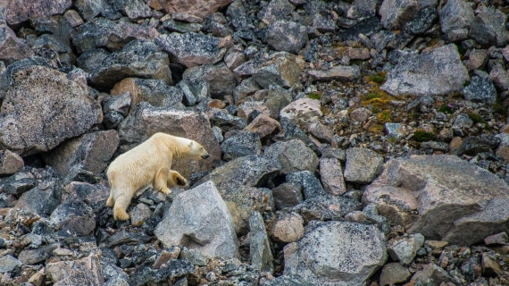 Polar bear, shallow draft of s/v Rembrandt van rijn allows close viewing of bear, aug 2017
