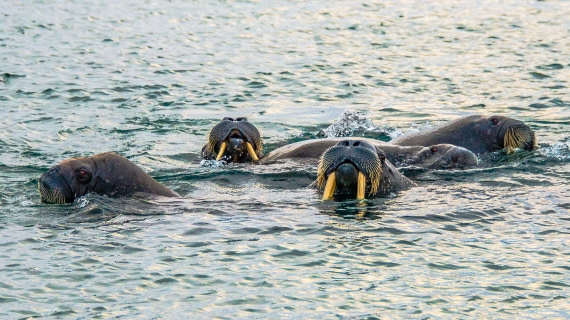 walrus, Spitsbergen - northeast Greenland aug 2017
