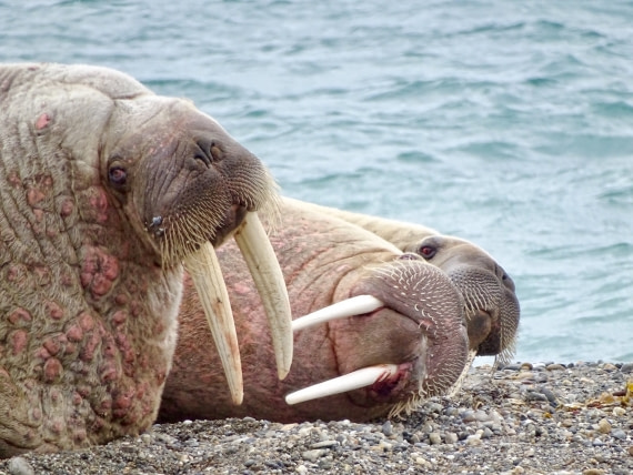 Walrus, Svalbard, Juli © Nikki Born-Oceanwide Expeditions.jpg
