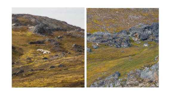 Left: sleeping polar bears cuts our 1st hike short.  Right: 1 hour later, same bears from safety of rembrandt van reign