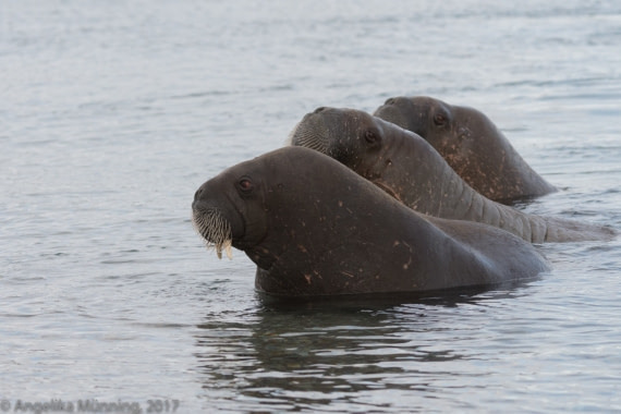 Walross mal drei
