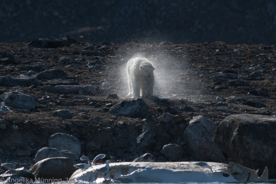 Eisbär im Gegenlicht