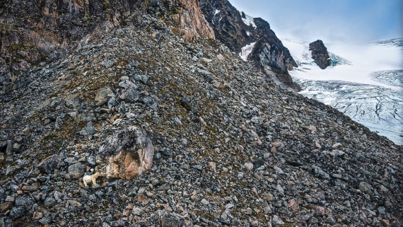 Polar bear climbing to glacier. rembrandt van rijn spitsbergen-NE Greenland 2017