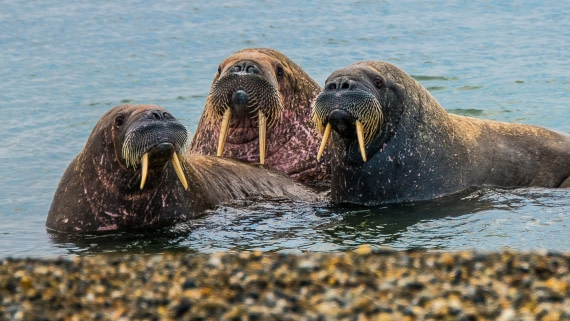 Walrus, Rembrand van Rijn spotbergen - Northeast greenland 2017