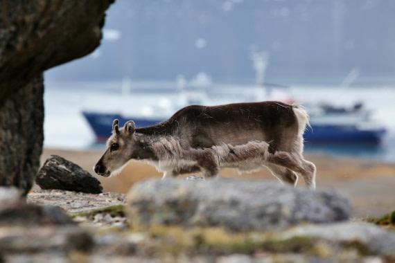 reindeer in front of MS Plancius