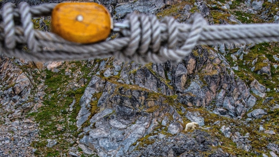 Polar bear from deck of rembrandt van rijn 8/2017