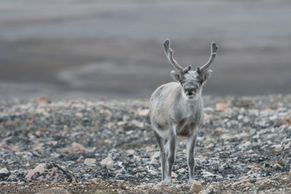 Schau mir in die Augen Kleines