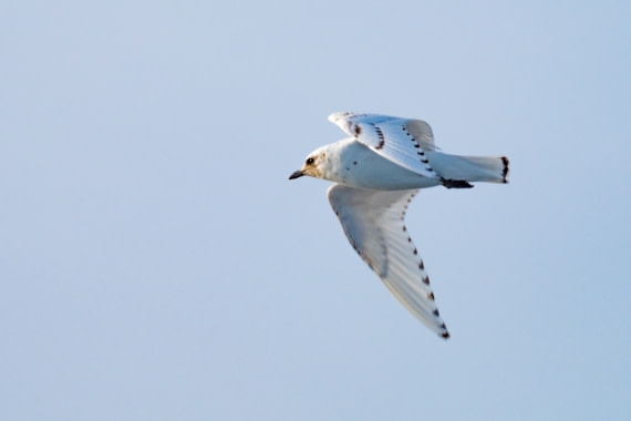 Ivory Gull