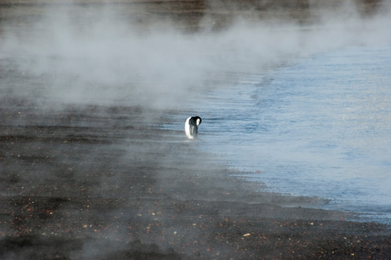 Solitary Chipstrap in the Steam