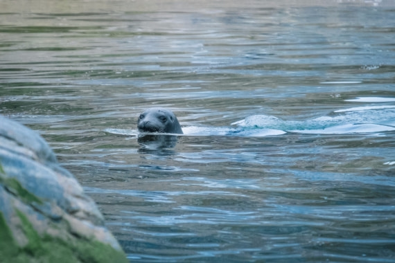 Curious seal