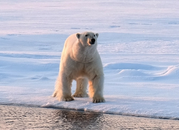 Polar bear at 03 hours in night near Plancius