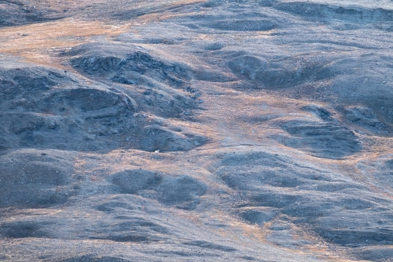 Polar bear Greenland
