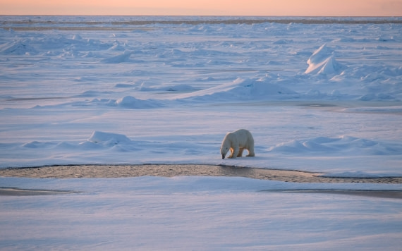 polarbear near Plancius ship at 03h night