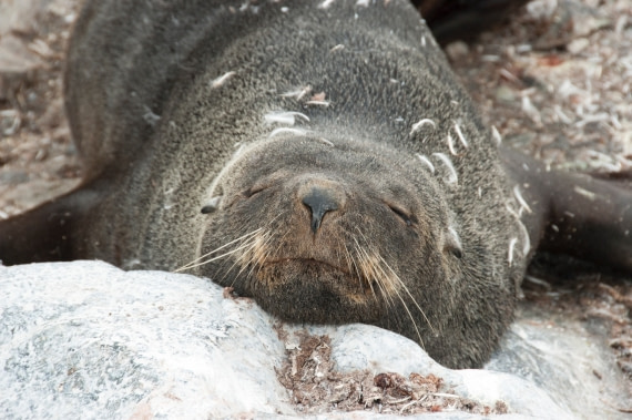 Napping Fur Seal