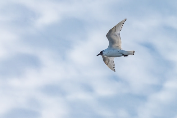 Ivory Gull
