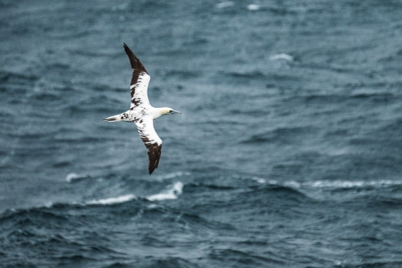 Gannet Iceland