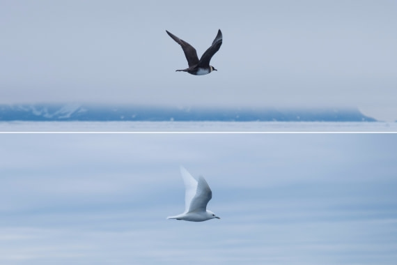 Skua & Gull