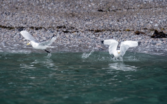Kittiwake, Spitsbergen (c) Olga Lartceva-Oceanwide Expeditions (1).jpg