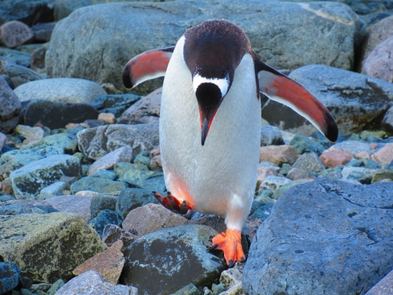 Vibrant Gentoo