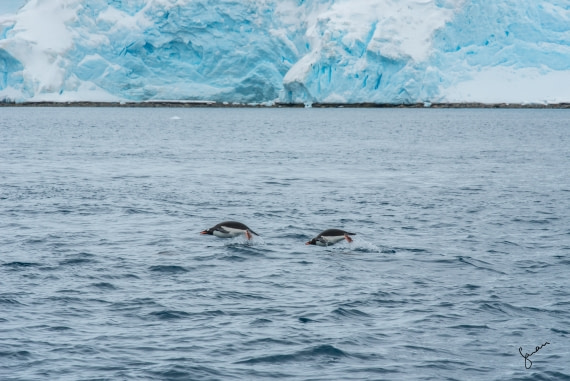 Penguins or Dolphins?